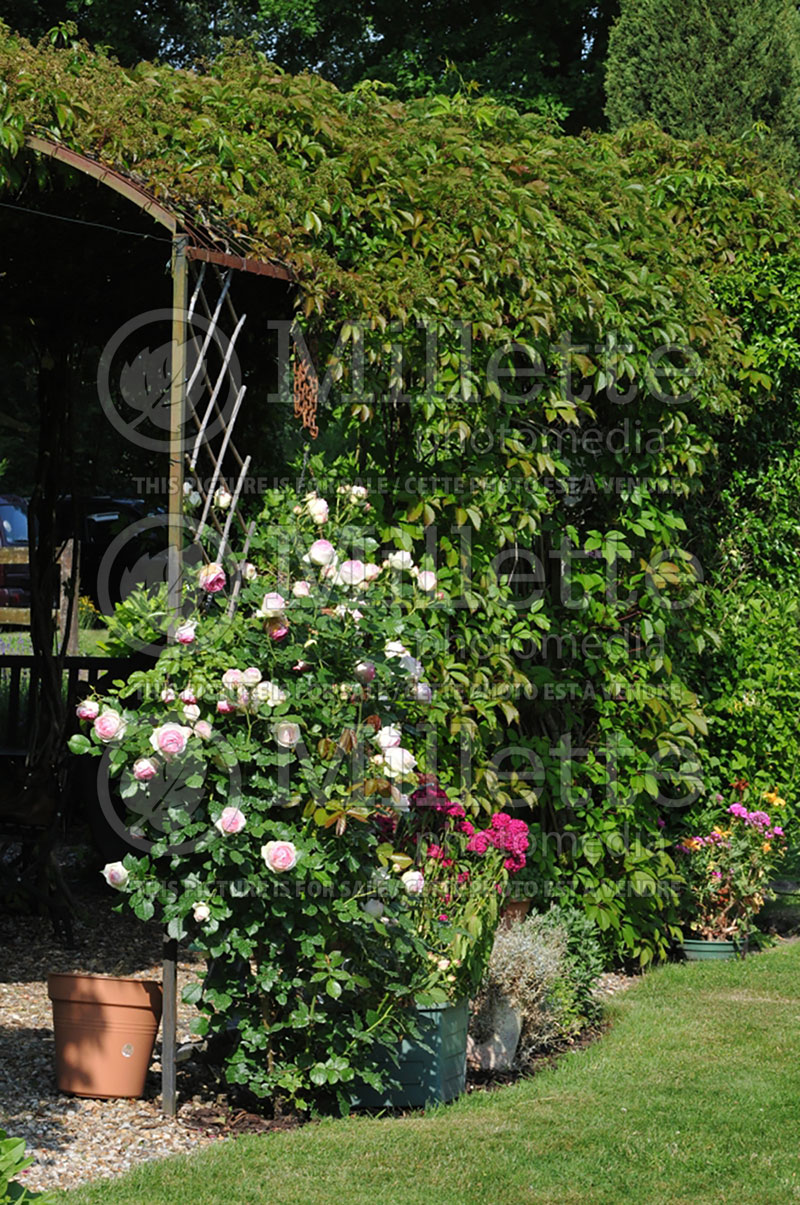 Pergola with roses and vine (Ambiance) 33 