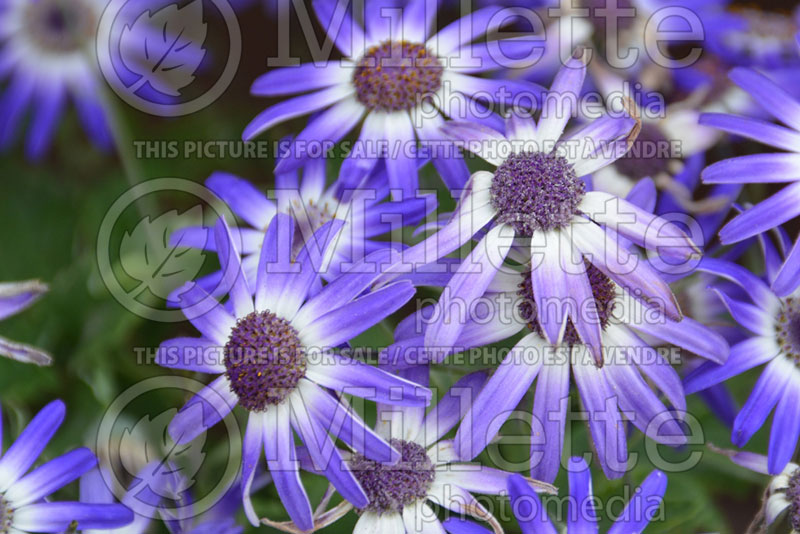 Pericallis Primavera Blueberry (Cineraria) 1