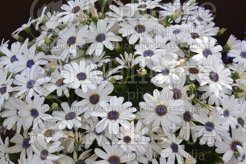 Pericallis Primavera Blue Eye (Cineraria) 1