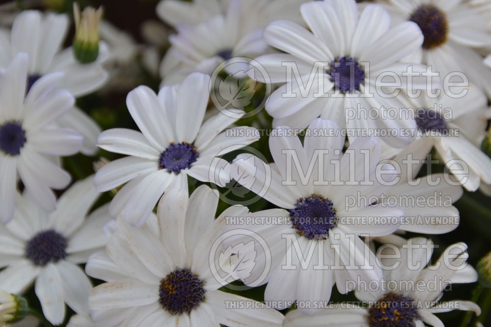 Pericallis Primavera Blue Eye (Cineraria) 2