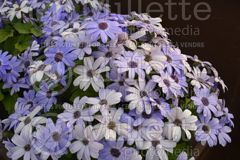 Pericallis Primavera Denim (Cineraria) 1