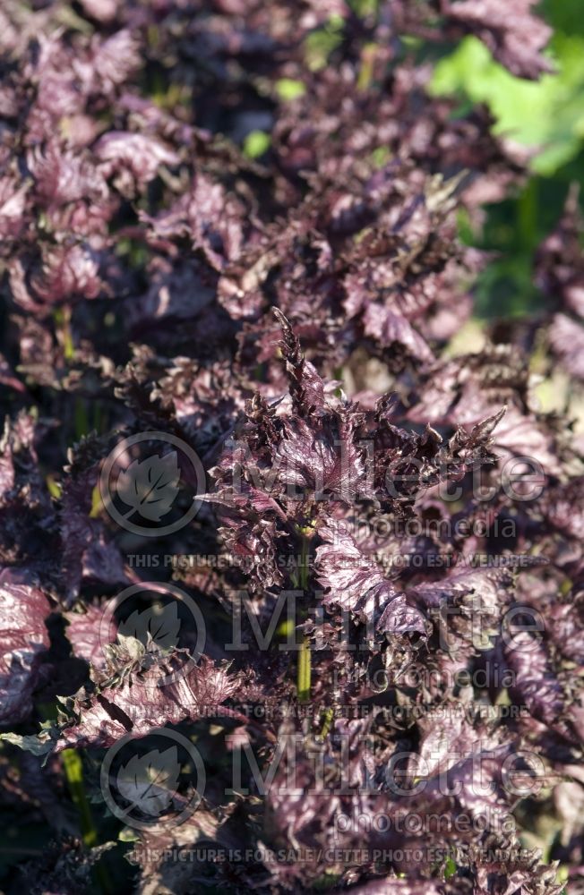 Perilla Red Shiso (Perilla shiso  vegetable) 1