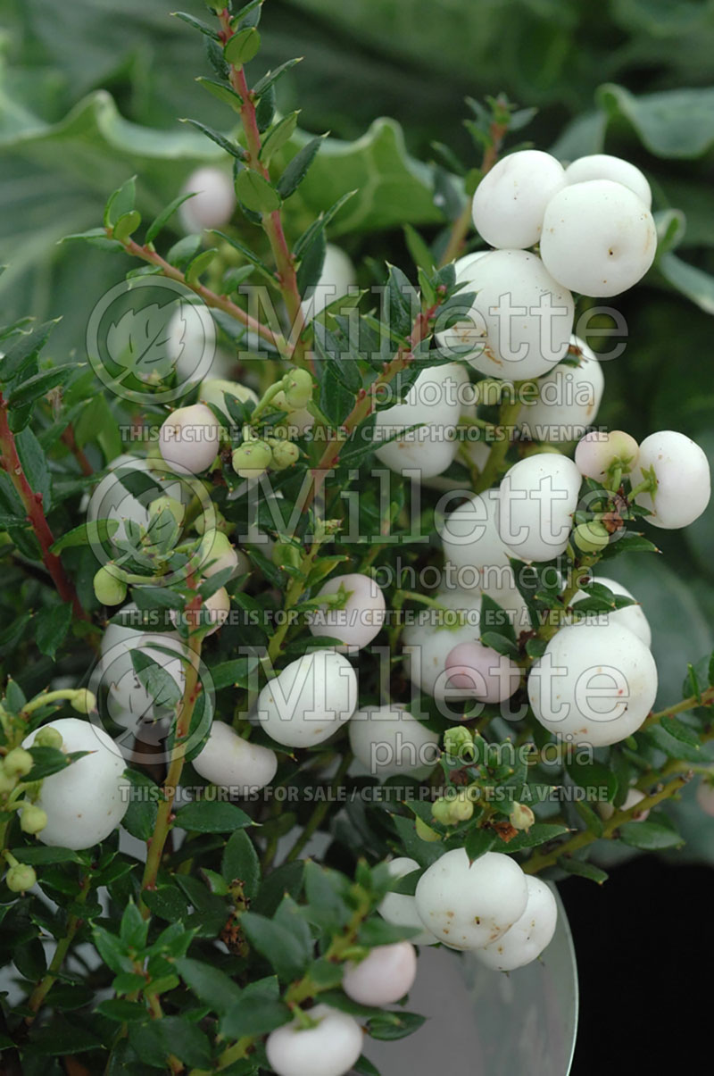 Pernettya or Gaultheria Alba (Prickly Heath) 1  