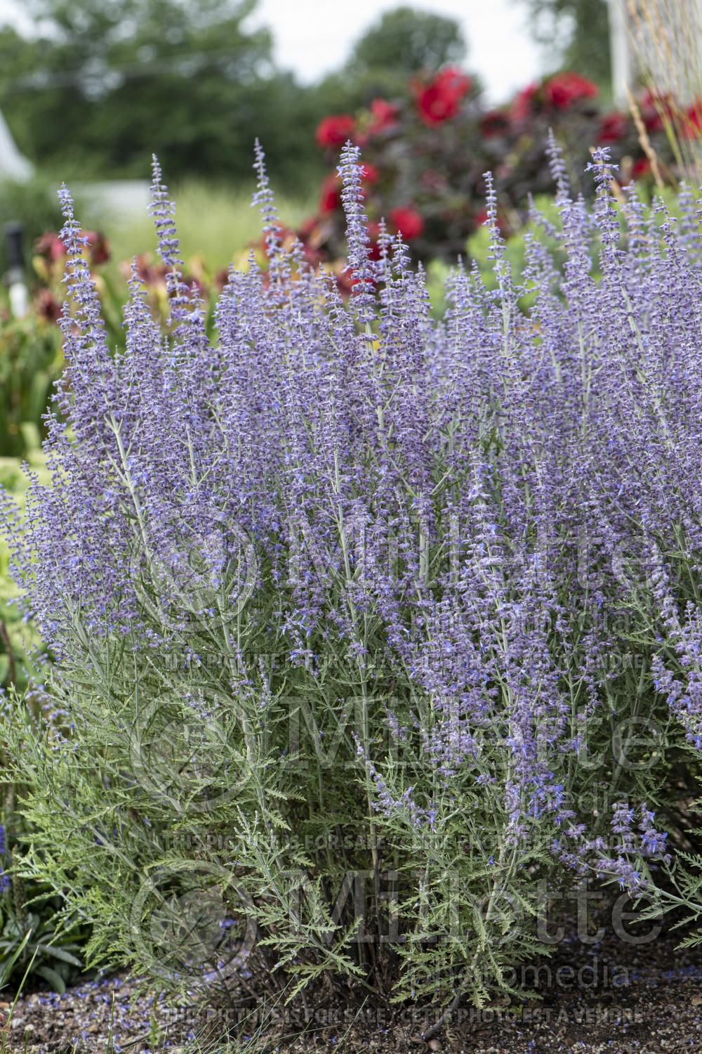 Perovskia Denim’n Lace (Russian sage) 5
