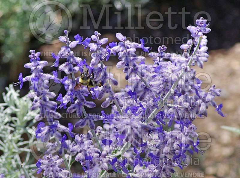 Perovskia Little Spire (Russian sage) 3 