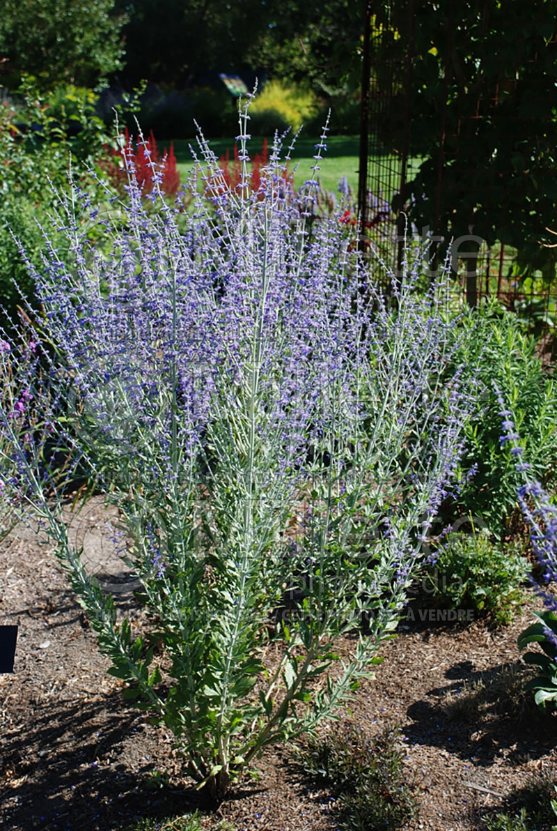 Perovskia Little Spire (Russian sage) 5 