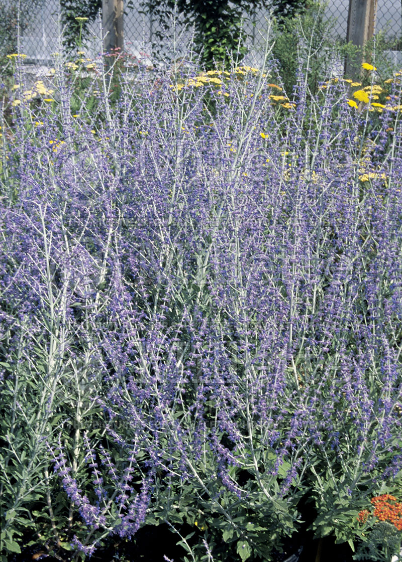 Perovskia Little Spire (Russian sage) 2 