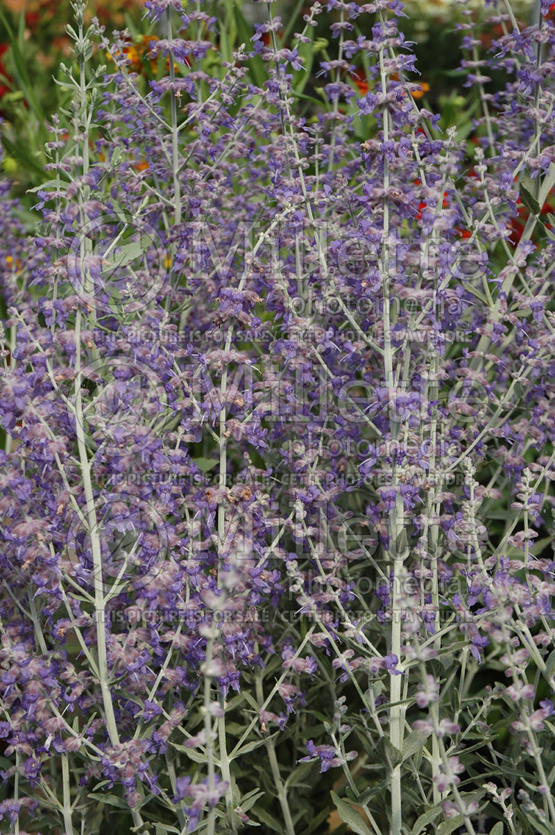 Perovskia Little Spire (Russian sage) 1 