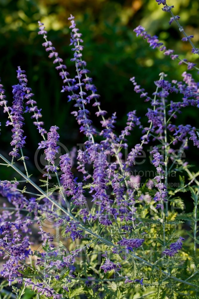 Perovskia atriplicifolia (Russian sage)  2