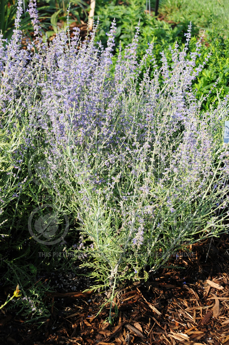 Perovskia Peek-a-Blue (Russian sage) 1 