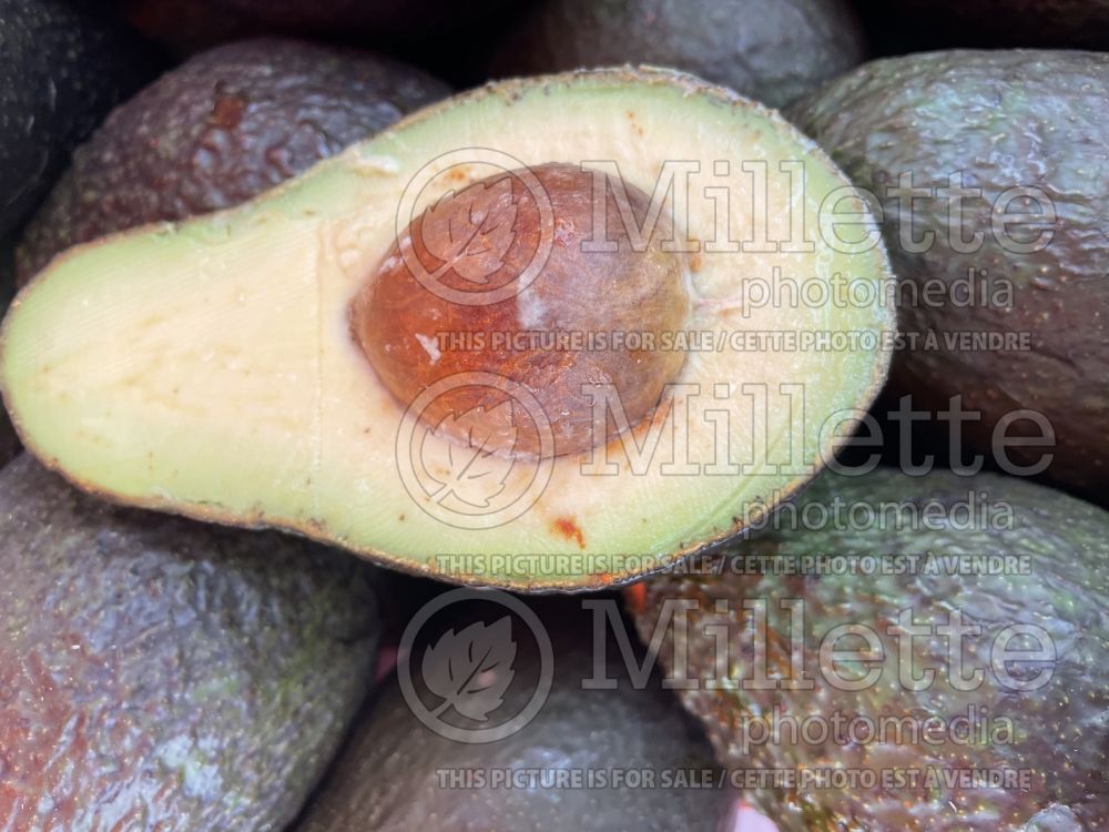 Persea americana (avocado) 3