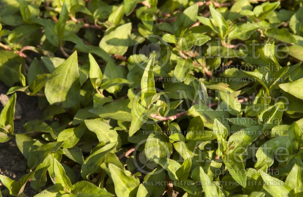 Persicaria odorata (Vietnamese coriander) 1 