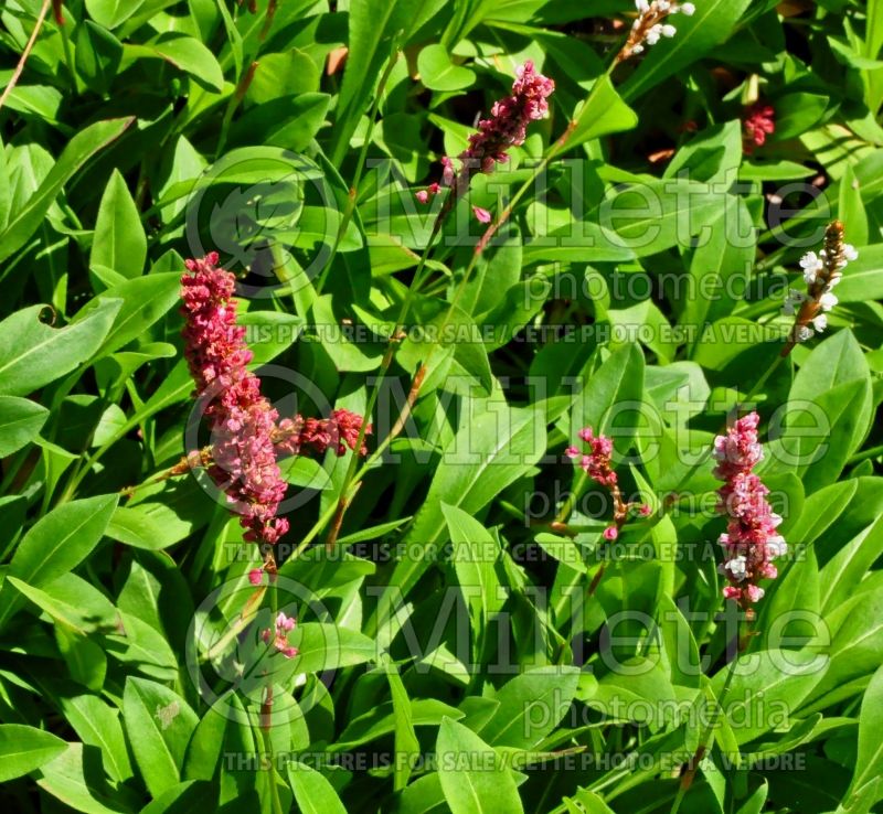 Persicaria aka Darjeeling Red (Fleeceflower or Knotweed) 1 