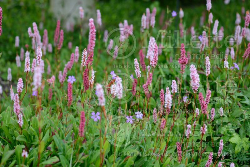 Persicaria Darjeeling Red (Fleeceflower or Knotweed) 2 