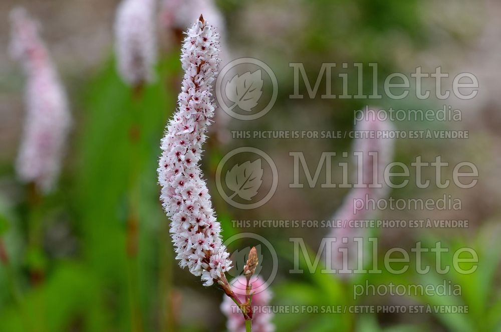 Persicaria aka Polygonum Dimity (Fleeceflower or Knotweed) 1 