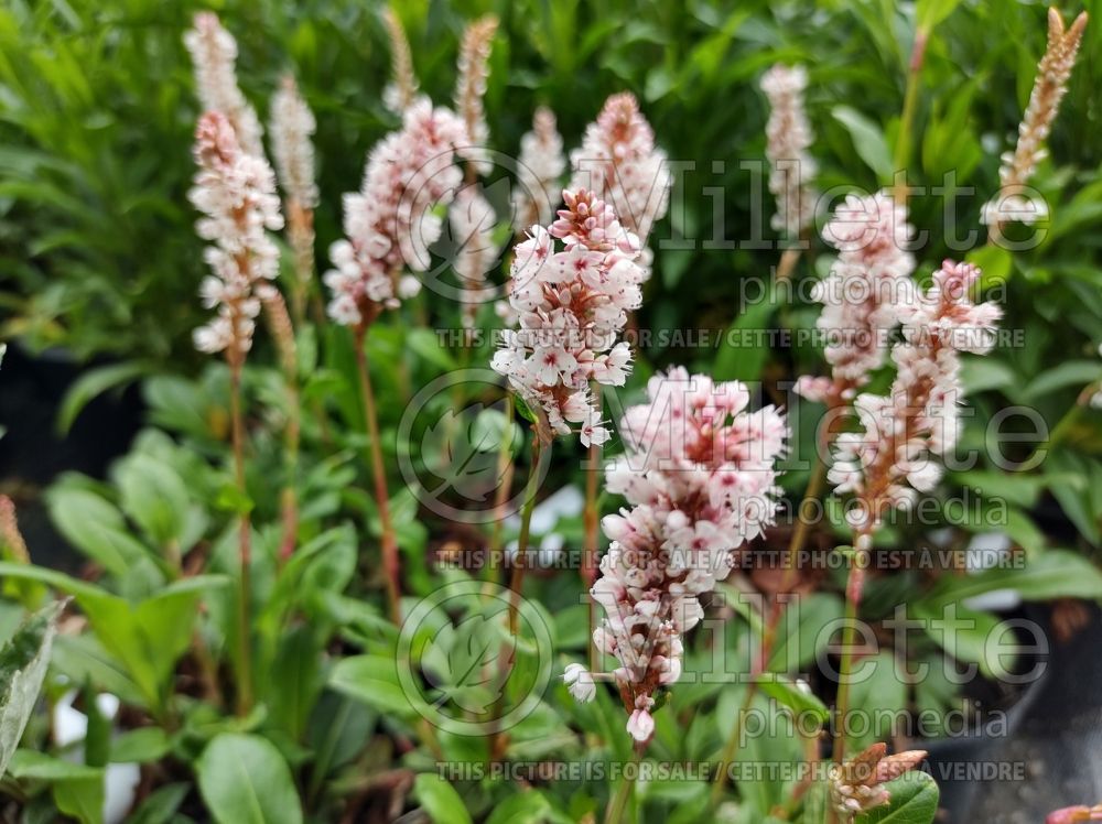 Persicaria Donald Lowndes (Fleeceflower or Knotweed) 2 