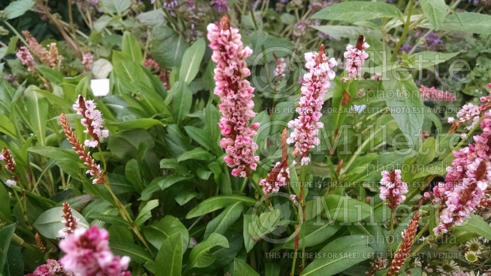 Persicaria Donald Lowndes (Fleeceflower or Knotweed) 1 