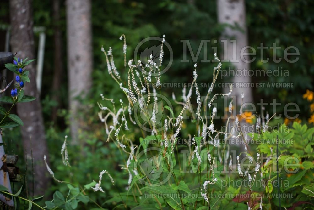 Persicaria aka Polygonum Alba (Fleeceflower or Knotweed) 1