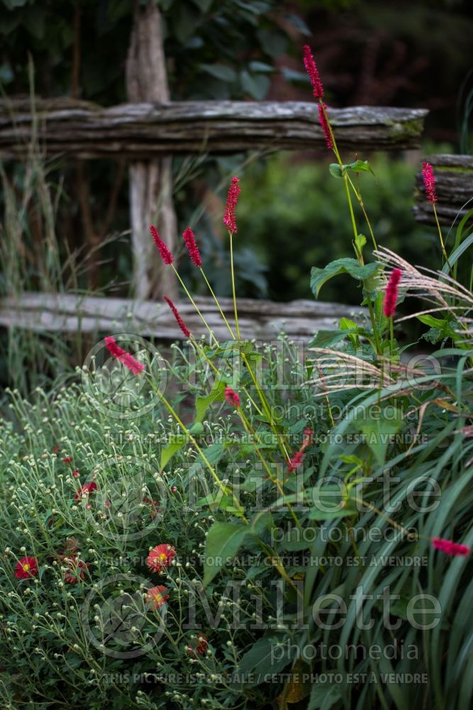 Persicaria aka Polygonum Fat Domino (Fleeceflower or Knotweed) 1 