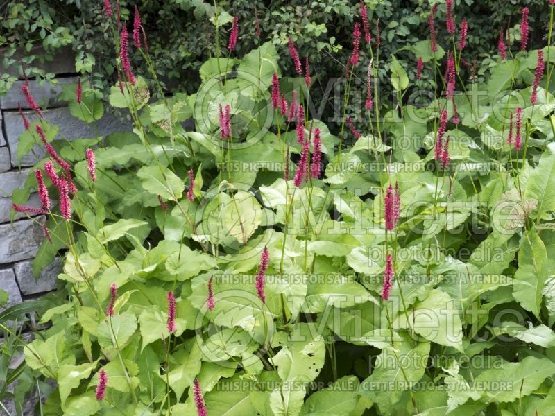 Persicaria aka Polygonum Firetail (Fleeceflower or Knotweed) 4 