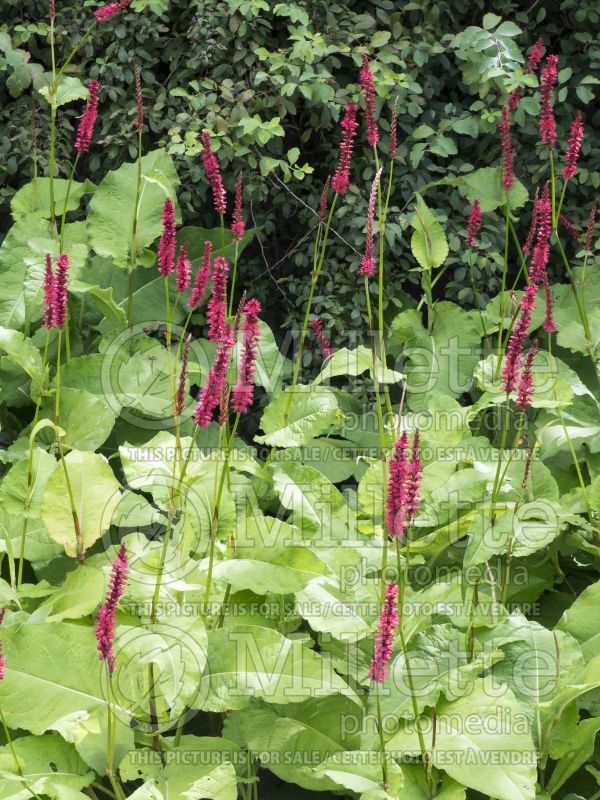 Persicaria aka Polygonum Firetail (Fleeceflower or Knotweed) 5 