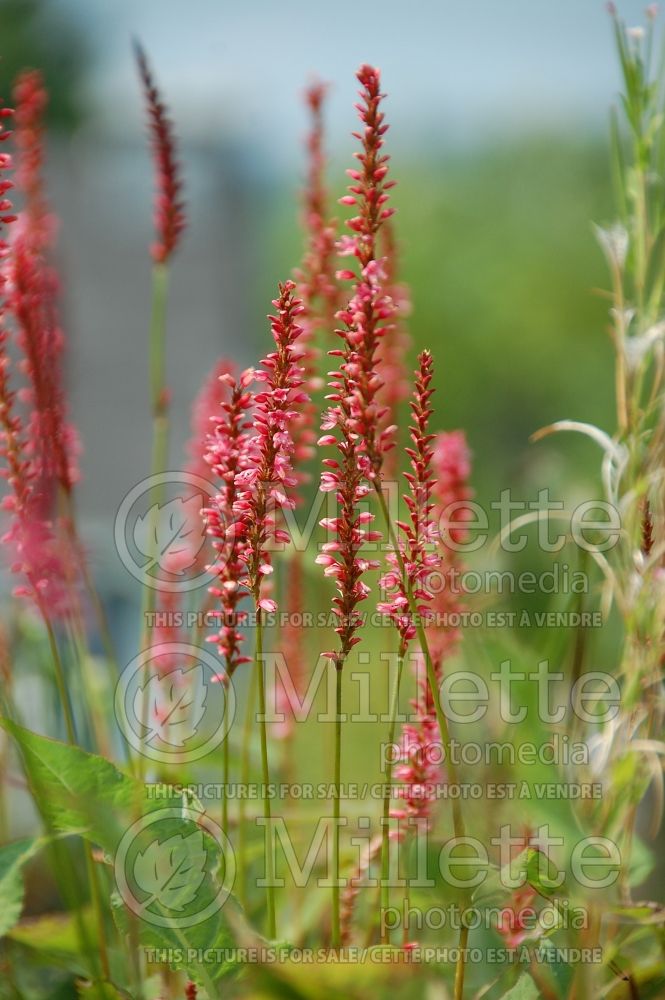 Persicaria aka Polygonum Firetail (Fleeceflower or Knotweed) 1 