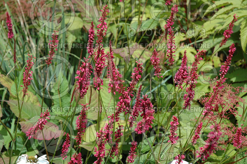 Persicaria aka Polygonum Firetail (Fleeceflower or Knotweed) 2 