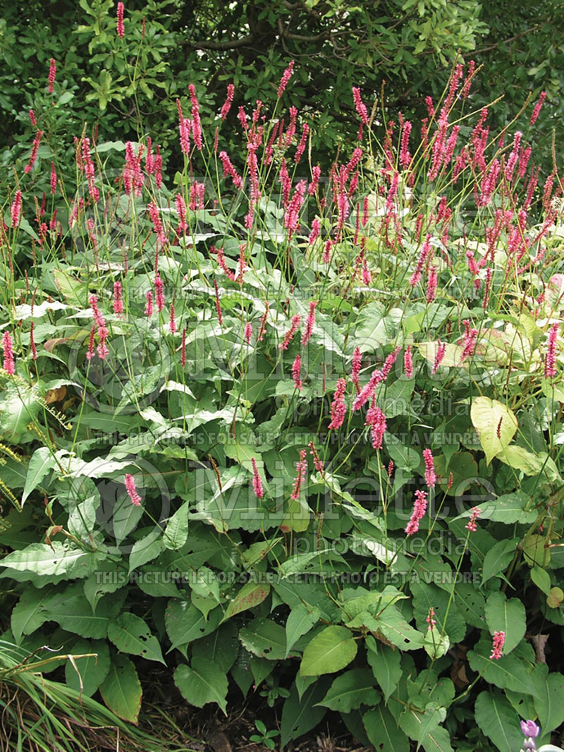 Persicaria aka Polygonum Firetail (Fleeceflower or Knotweed) 3 