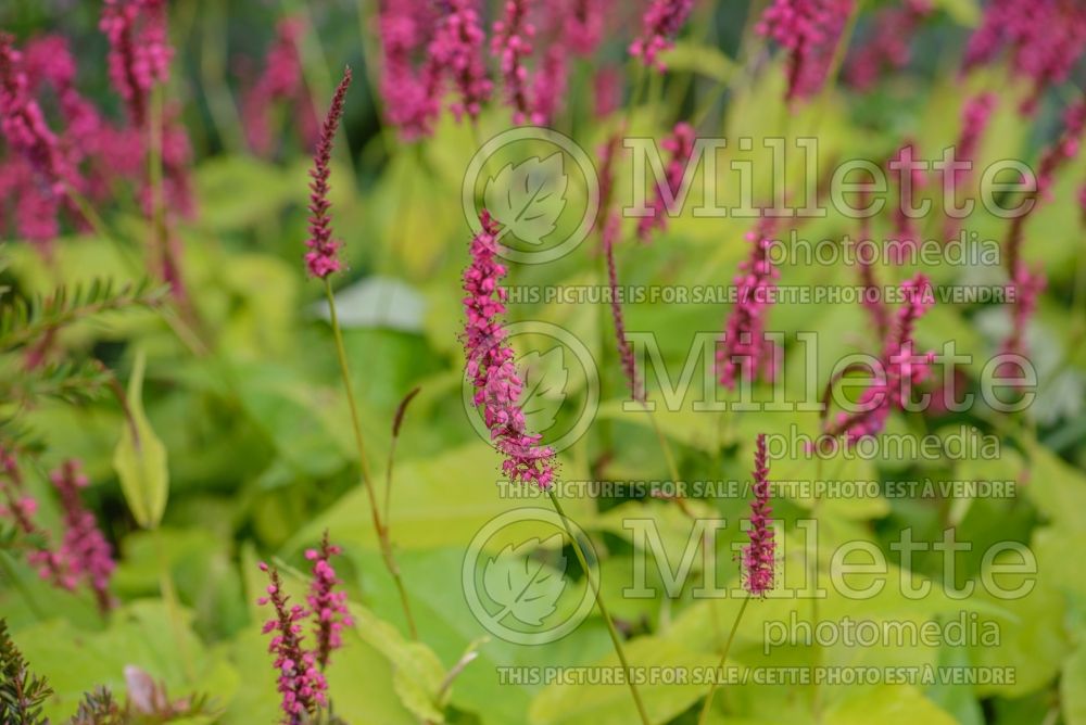 Persicaria aka Polygonum Golden Arrow (Fleeceflower or Knotweed) 7 