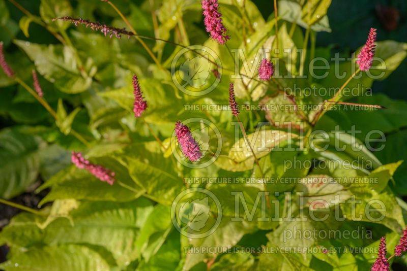 Persicaria aka Polygonum Golden Arrow (Fleeceflower or Knotweed) 4 