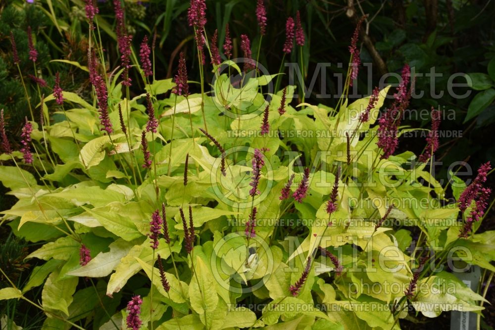 Persicaria aka Golden Arrow (Fleeceflower or Knotweed) 6 