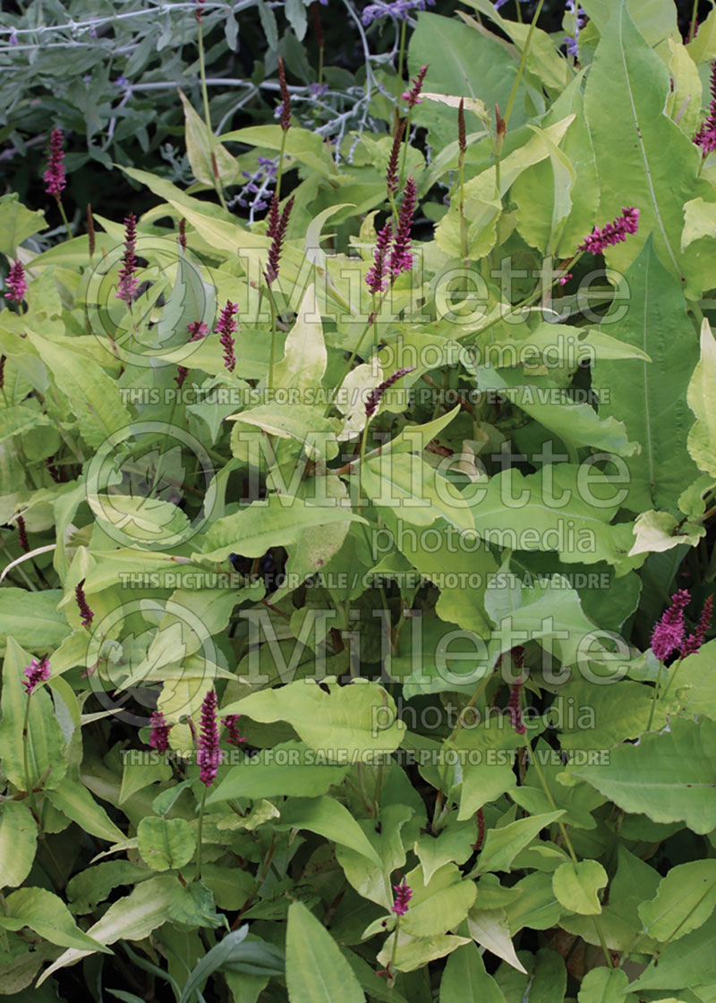 Persicaria aka Polygonum Golden Arrow (Fleeceflower or Knotweed) 3 