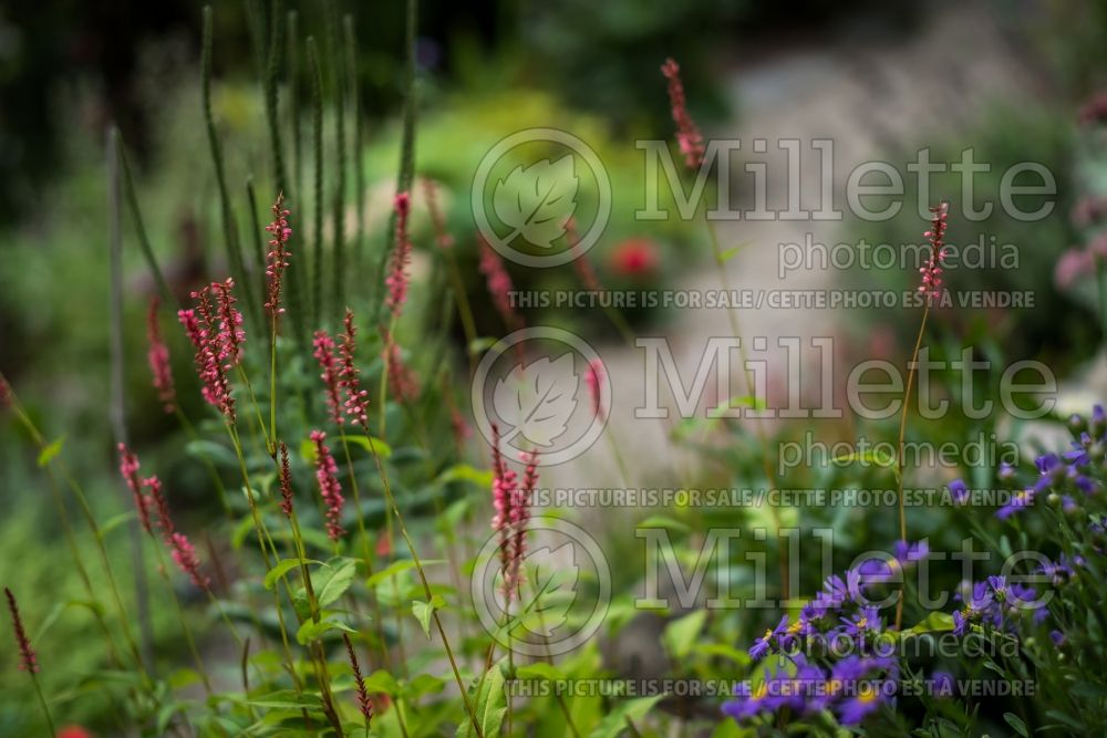 Persicaria aka Polygonum Orange Field (Fleeceflower or Knotweed) 1 