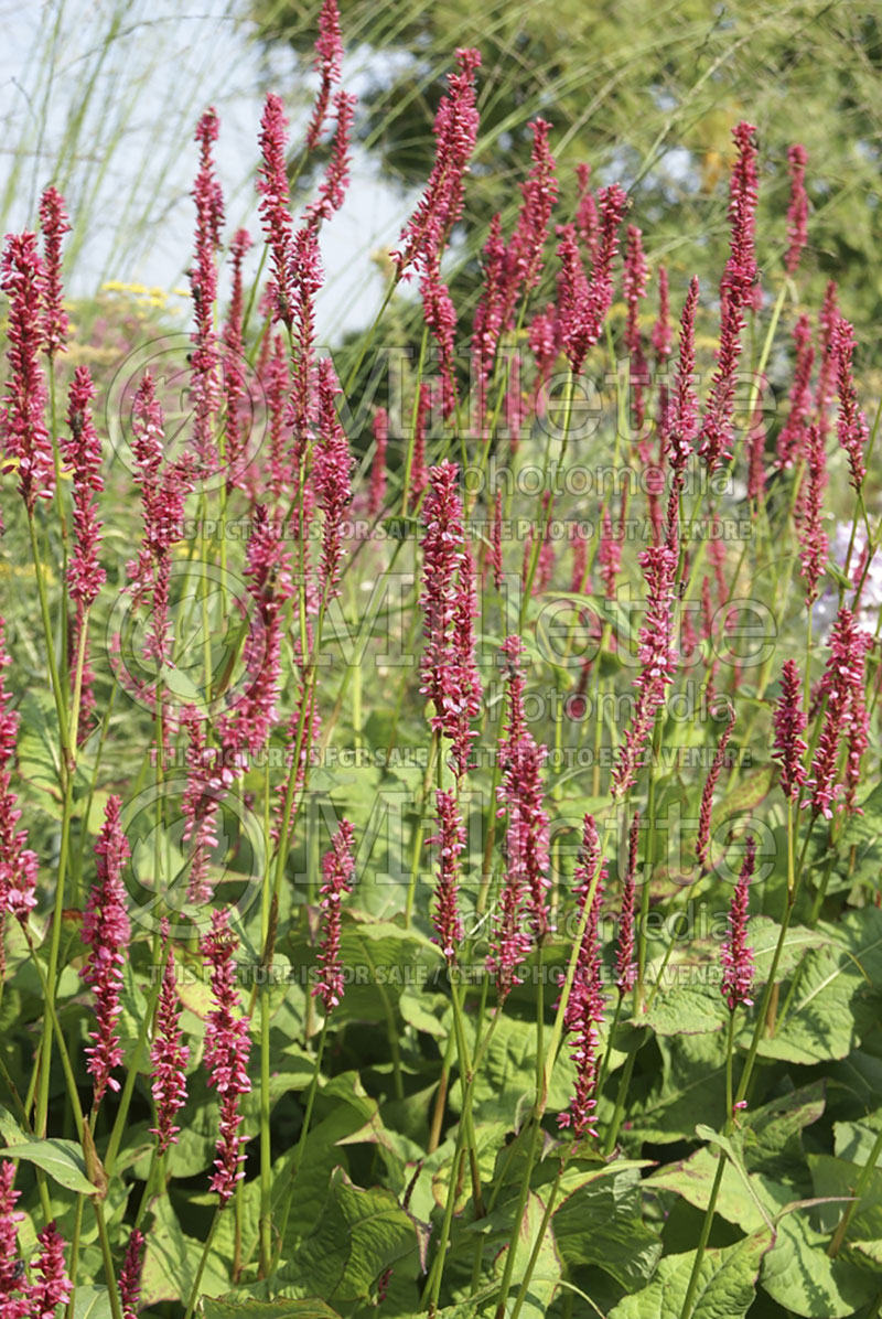 Persicaria aka Polygonum Summer Dance (Fleeceflower or Knotweed) 1 