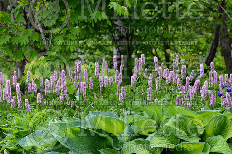 Persicaria ou Polygonum Superba (Fleeceflower or Knotweed) 1 