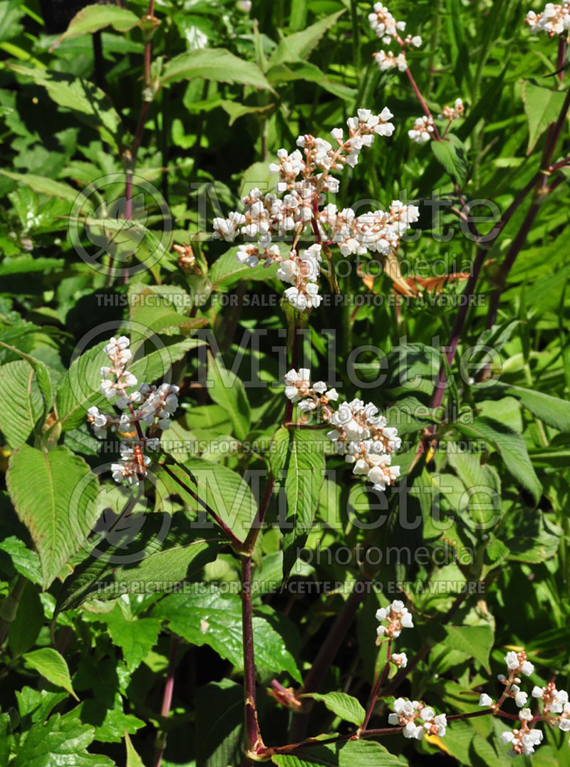 Persicaria aka Polygonum Southcombe White (Fleeceflower or Knotweed) 2 