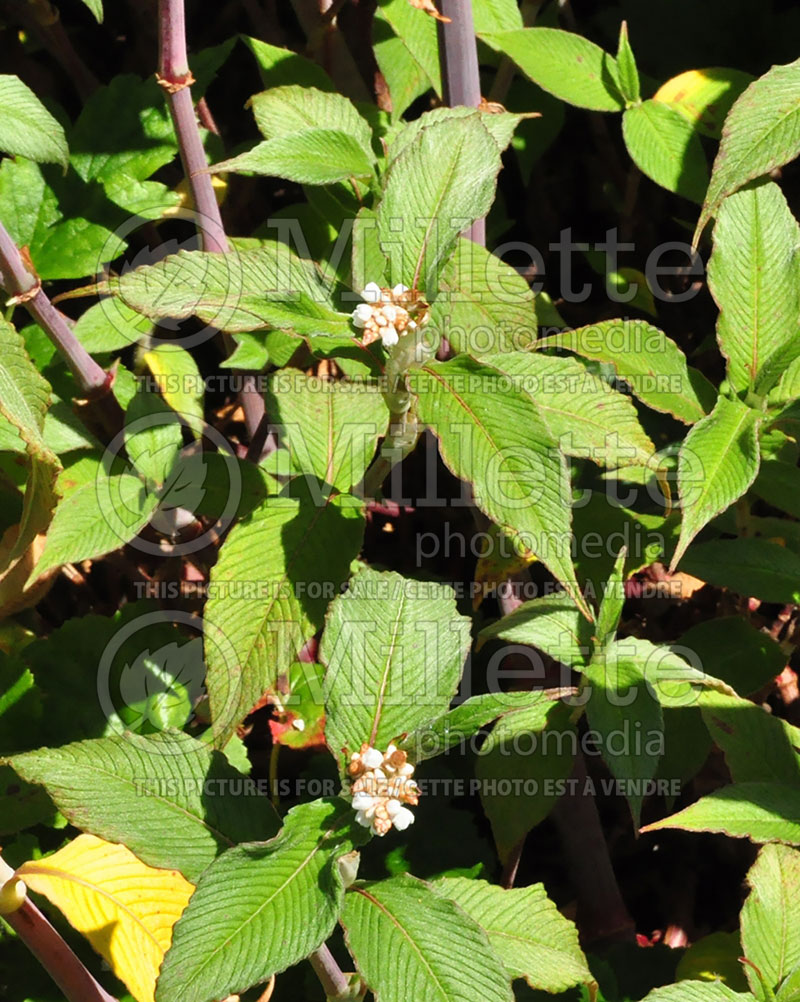 Persicaria aka Polygonum Southcombe White (Fleeceflower or Knotweed) 3 