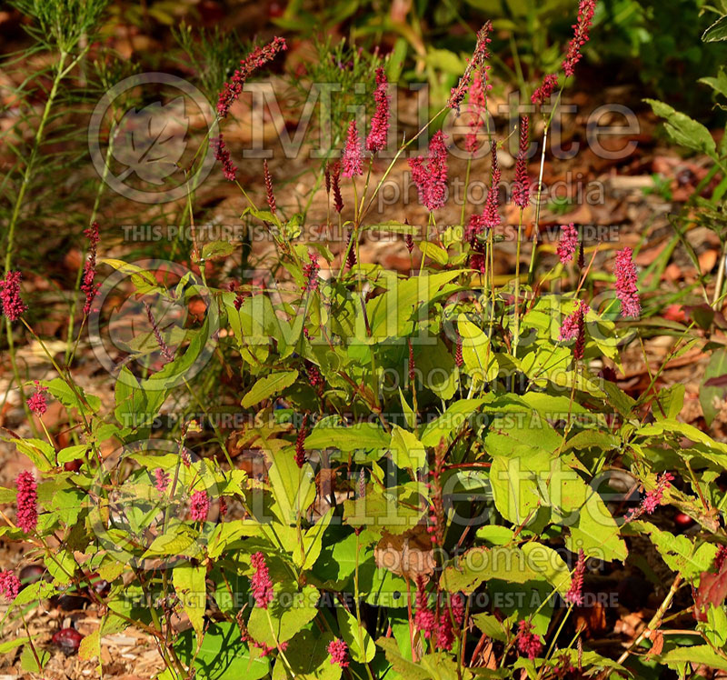 Persicaria aka Polygonum Golden Arrow (Fleeceflower or Knotweed) 1 