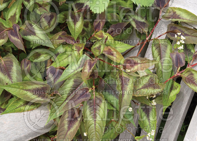 Persicaria aka Polygonum Red Dragon (Fleeceflower or Knotweed) 1 