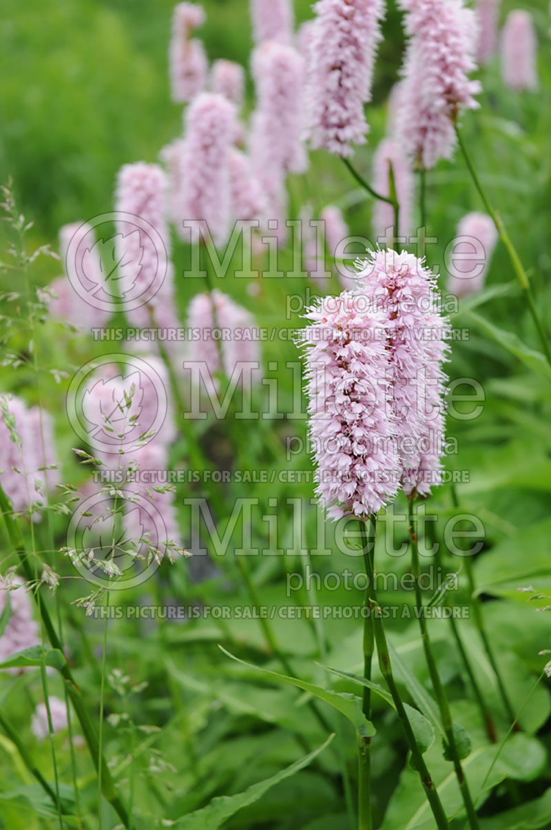 Persicaria ou Polygonum Superba (Fleeceflower or Knotweed) 2 