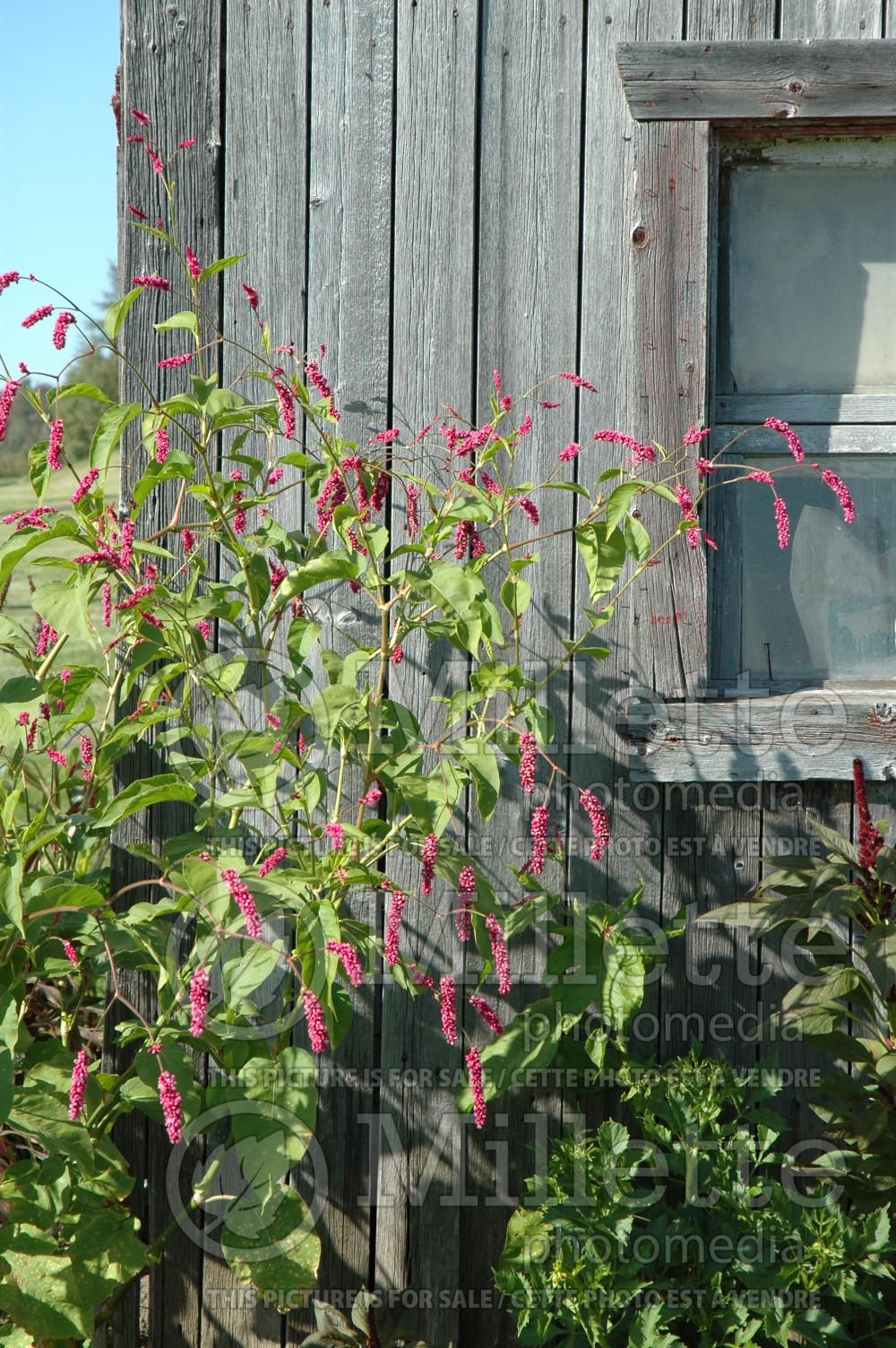 Persicaria aka Polygonum orientale (Fleeceflower or Knotweed) 1
