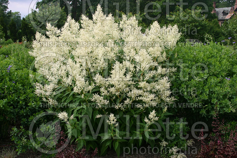 Persicaria aka Polygonum polymorpha (Fleeceflower or Knotweed)  1