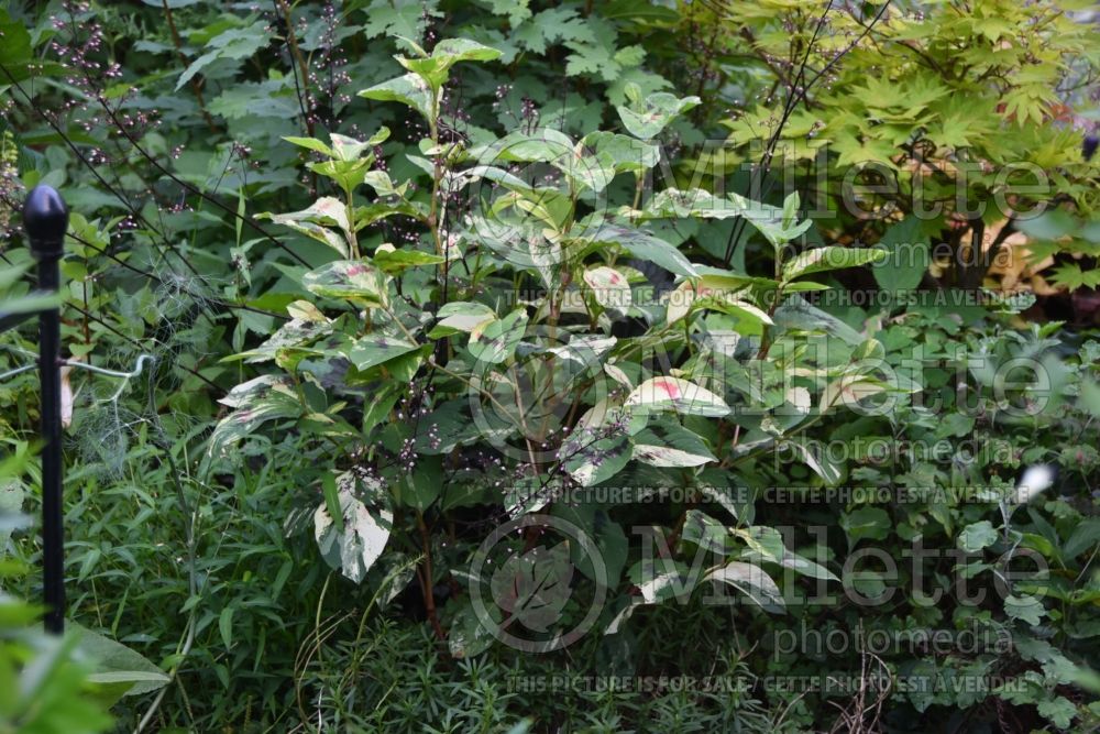 Persicaria Painter's Palette (Fleeceflower or Knotweed) 2 