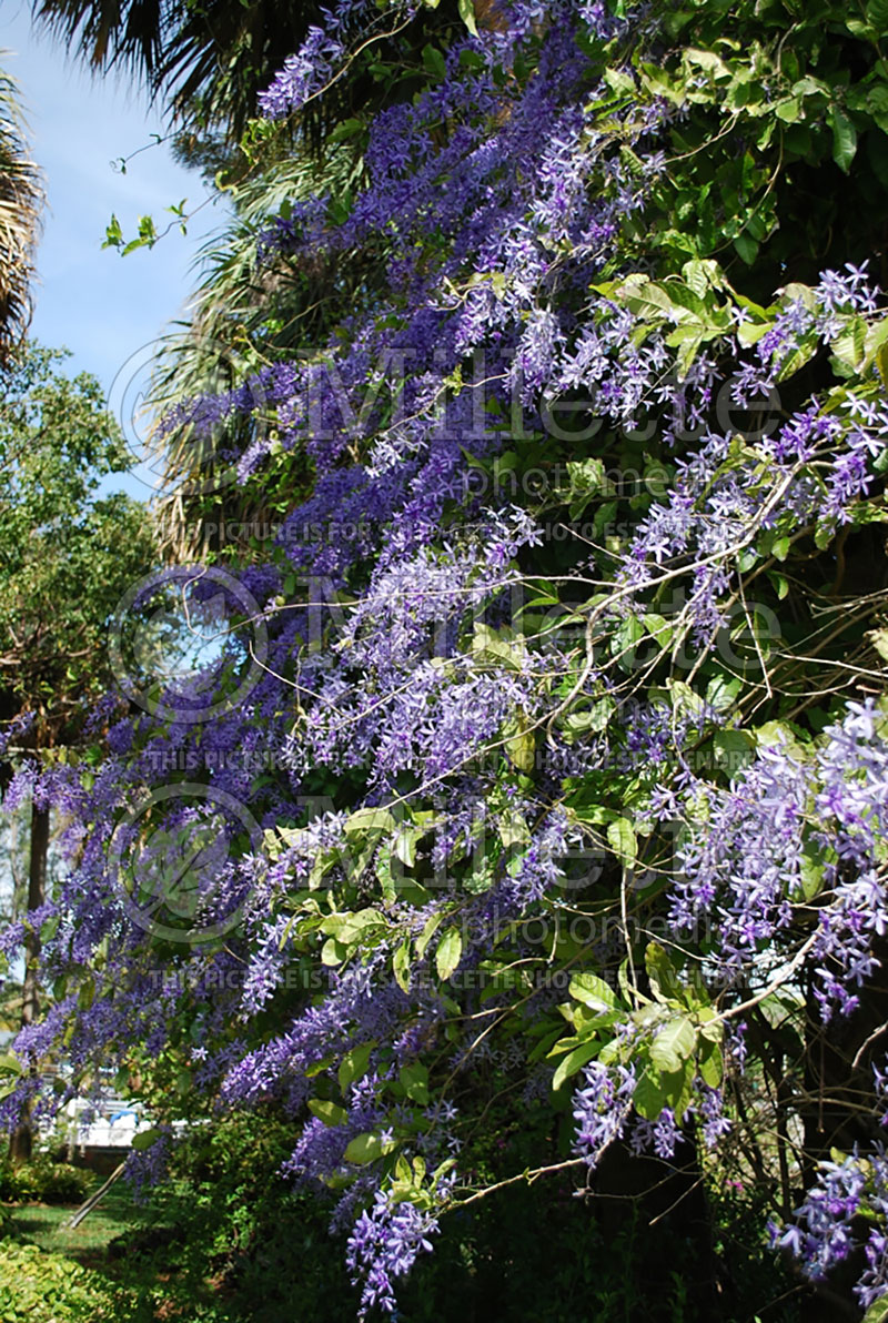 Petrea volubilis (Purple wreath Sandpaper Vine) 1  