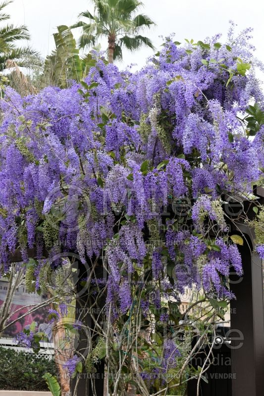 Petrea volubilis (Purple wreath Sandpaper Vine) 2