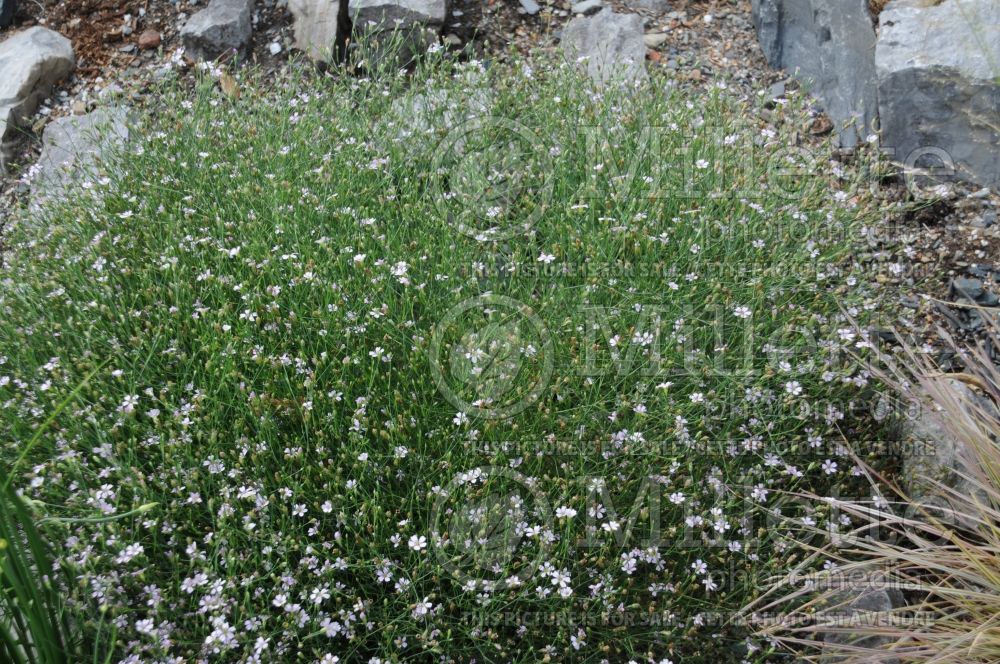 Petrorhagia saxifraga or Tunica saxifraga (Tunic Flower) 1