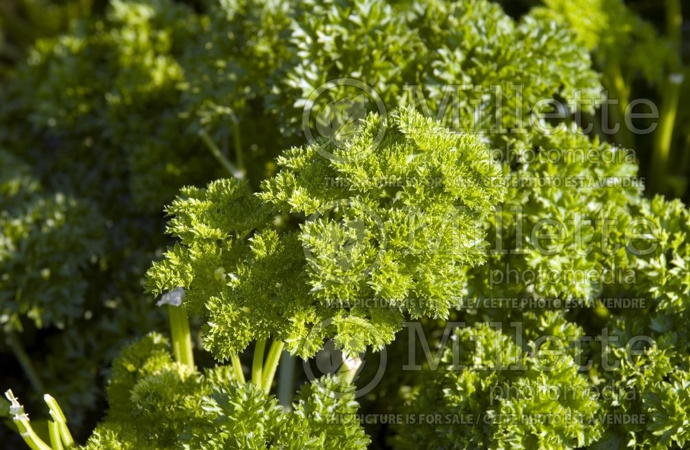 Petroselinum crispum (Curly parsley herb vegetable - persil) 4 