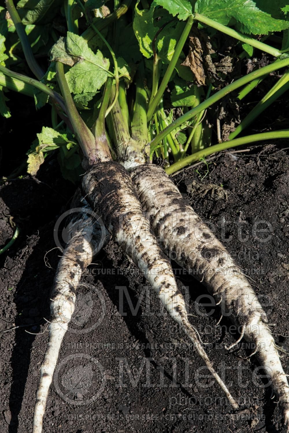 Petroselinum crispum var. tuberosum (Tuberous parsley vegetable - persil) 1