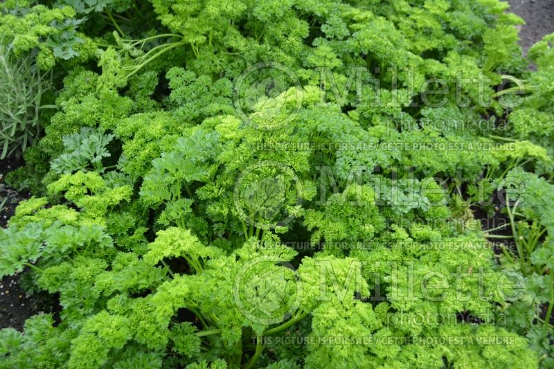 Petroselinum Champion Moss Curled (parsley herb - persil) 1 