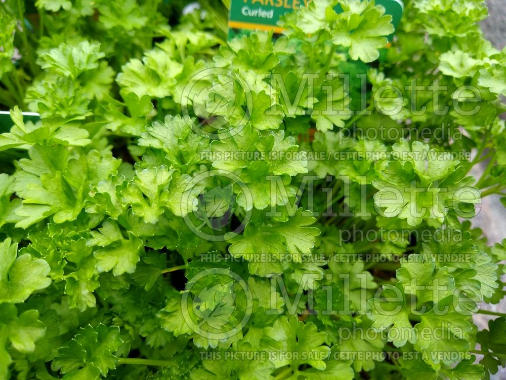 Petroselinum crispum (Curly parsley herb vegetable - persil) 3 